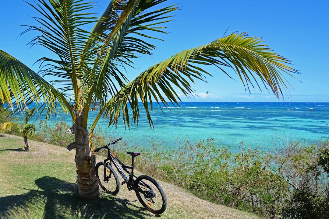 black bicycle parked beside palm tree near sea during daytime