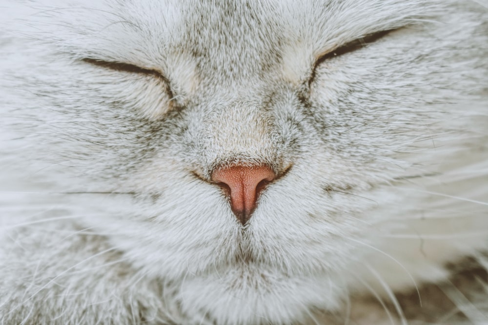 a close up of a cat's face with its eyes closed