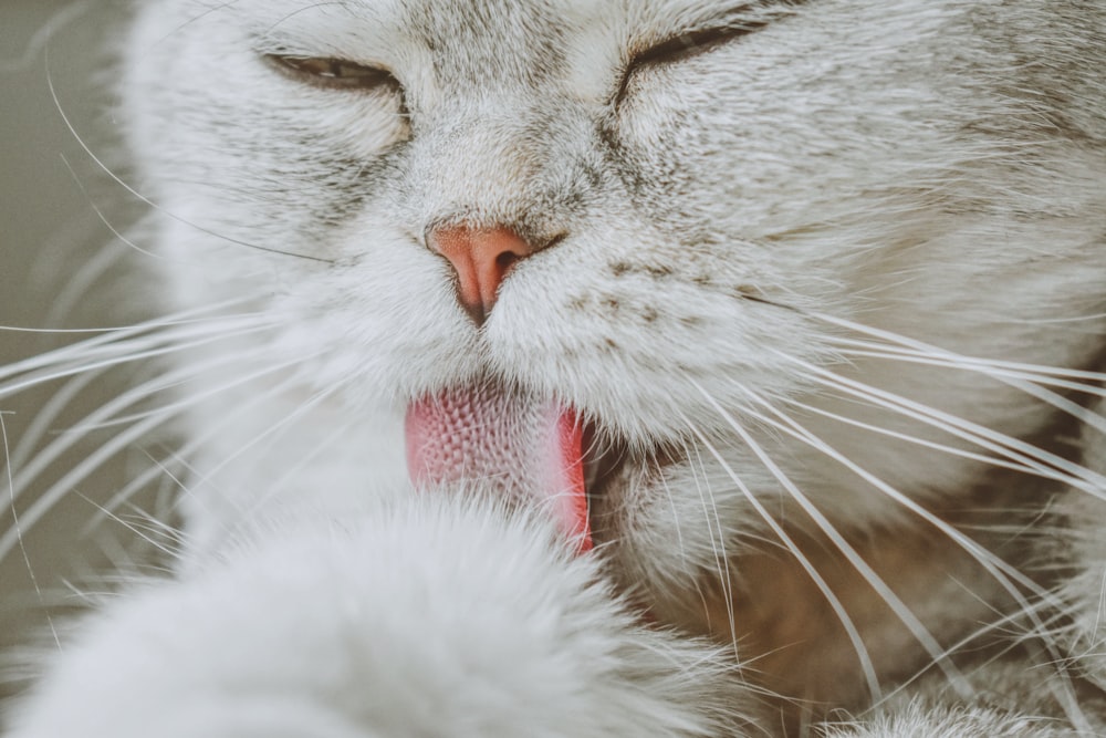 white cat with red ribbon