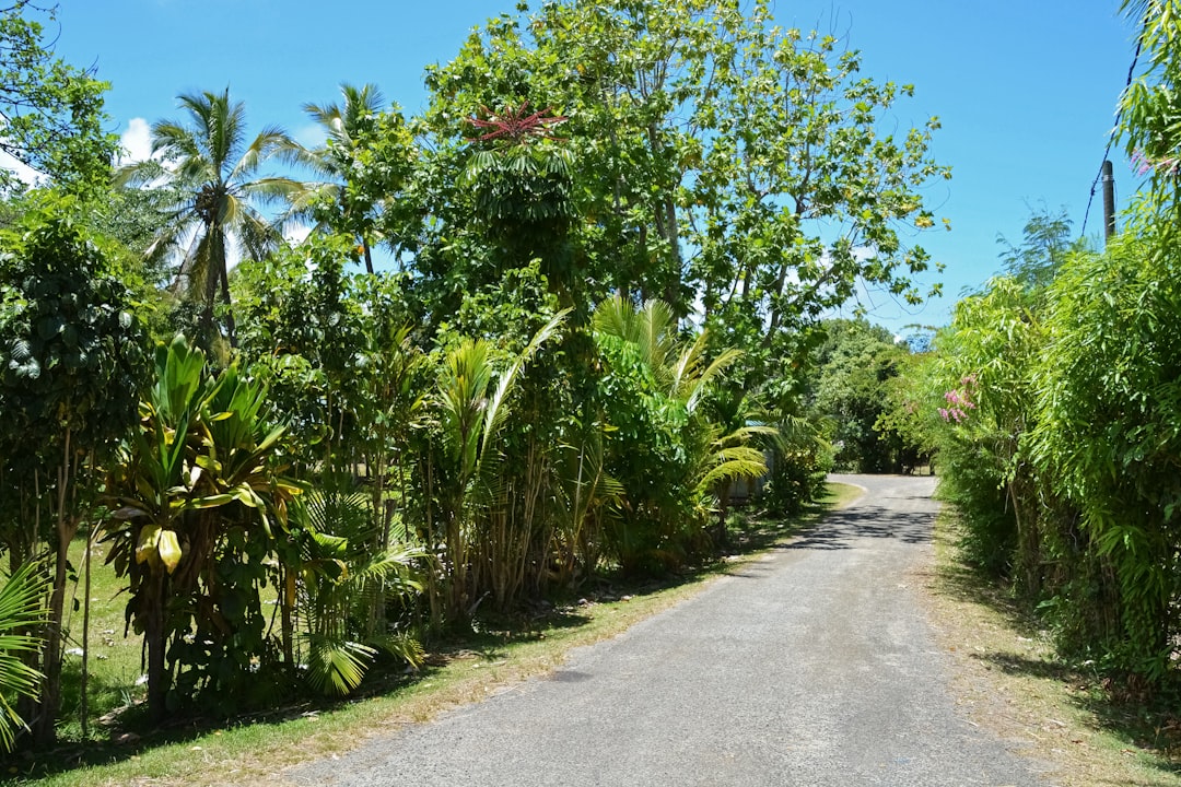 green palm trees beside gray concrete road during daytime