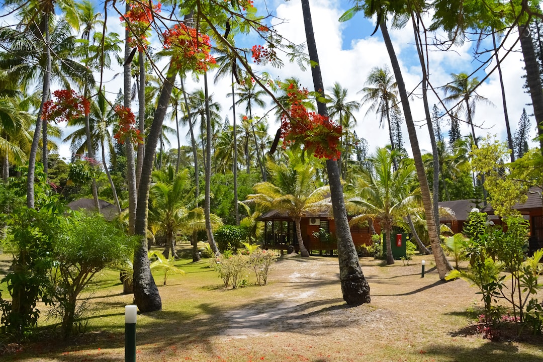 green palm trees on brown soil during daytime