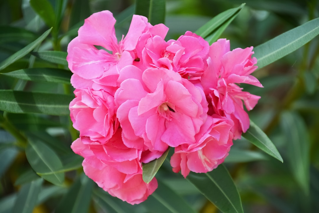 pink flower in macro shot