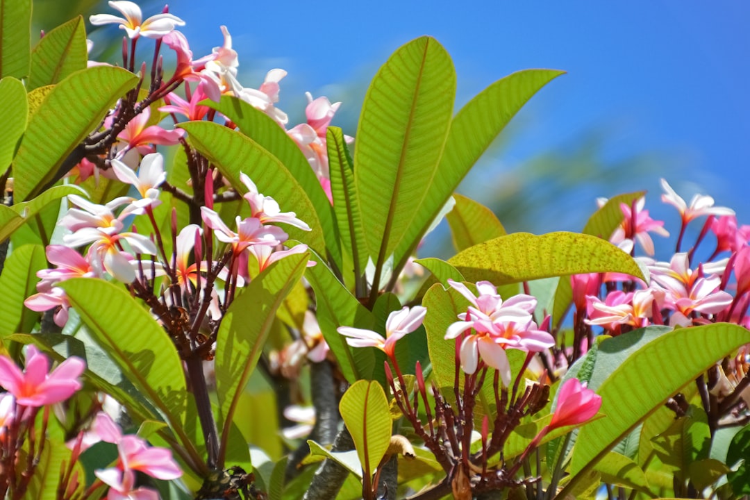 white and pink flowers under blue sky during daytime