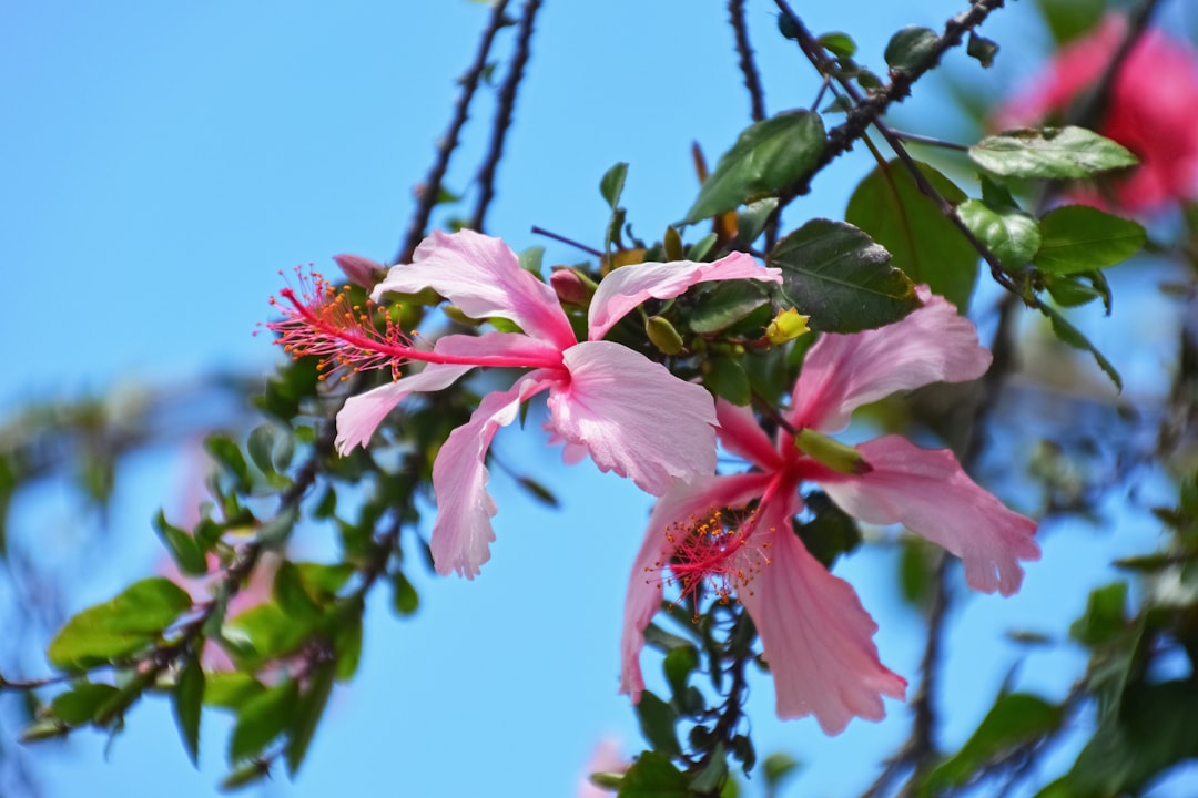 pink and white flower in close up photography