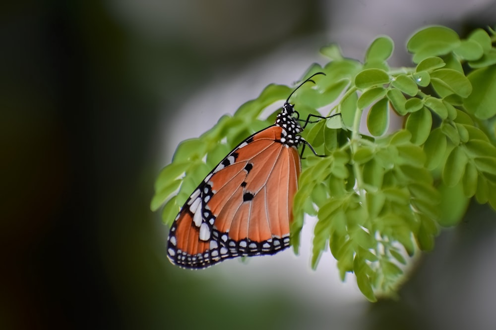 monarch butterfly perched on green leaf in close up photography during daytime