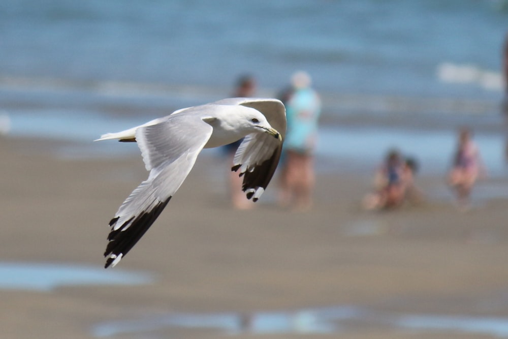 white and black bird flying over the sea during daytime