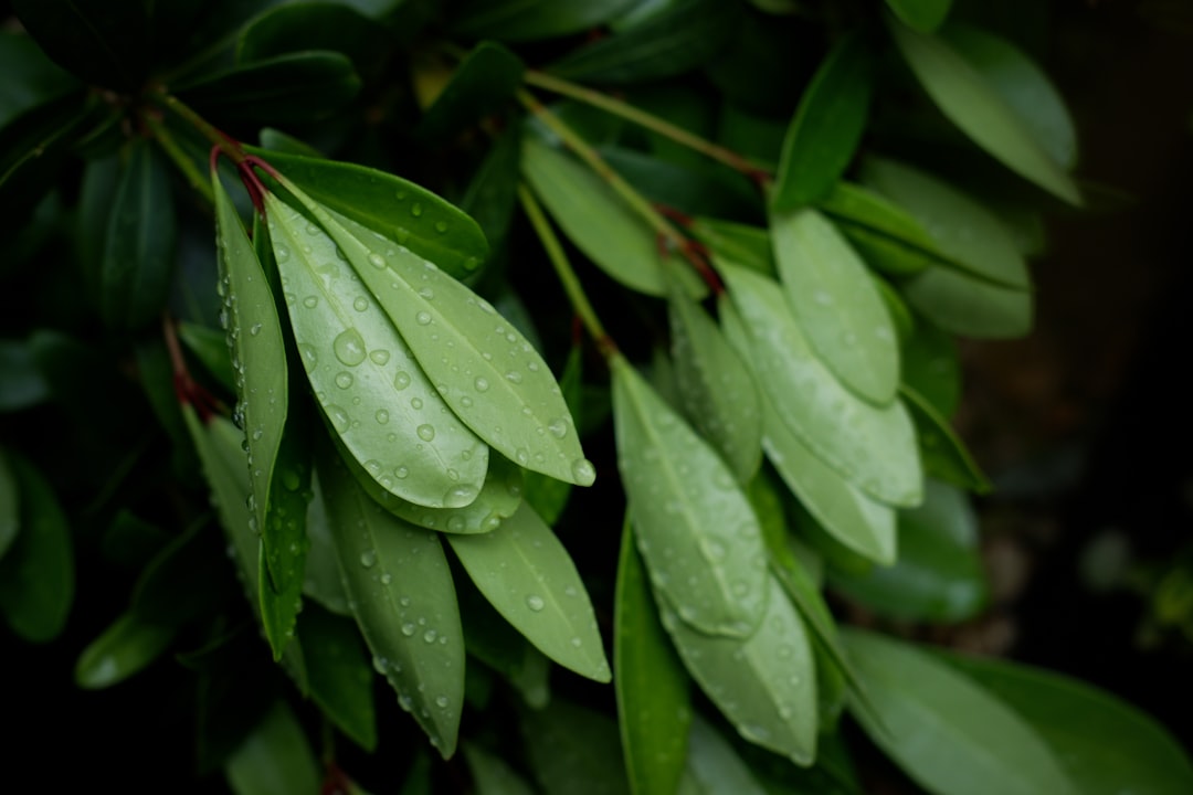 water droplets on green leaves