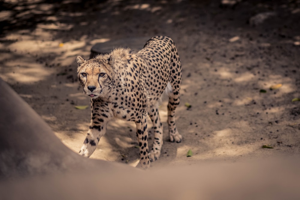 cheetah walking on brown sand during daytime