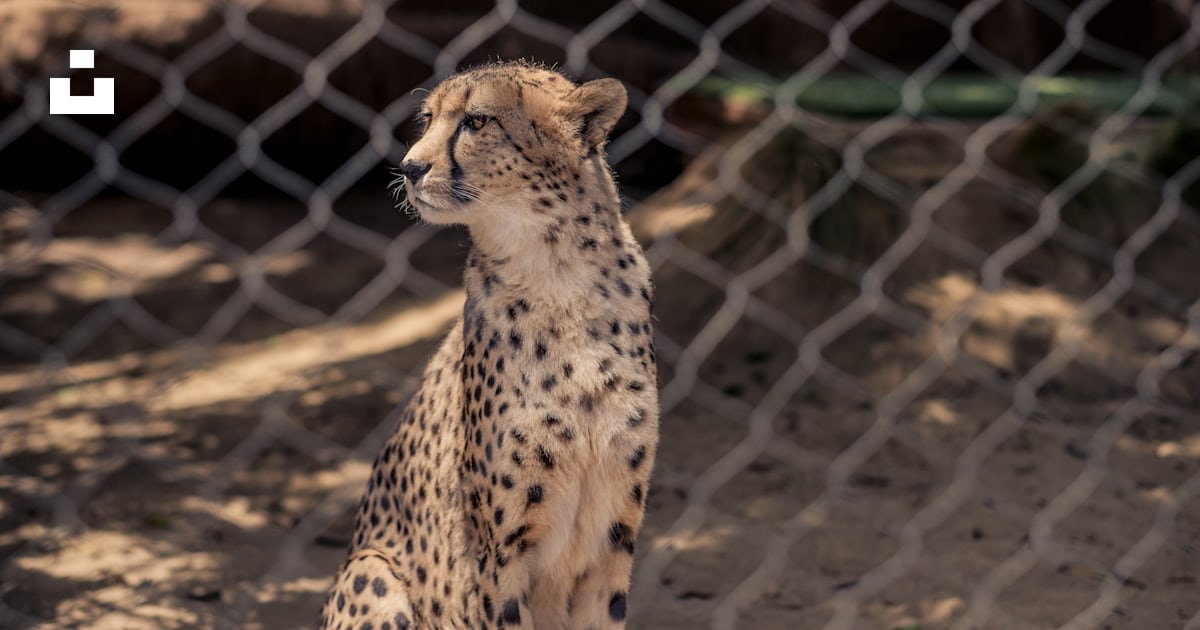 Cheetah Sitting On Brown Sand During Daytime Photo Free Cheetah Image cheetah-sitting-on-brown-sand-during-daytime-photo-free-cheetah-image
