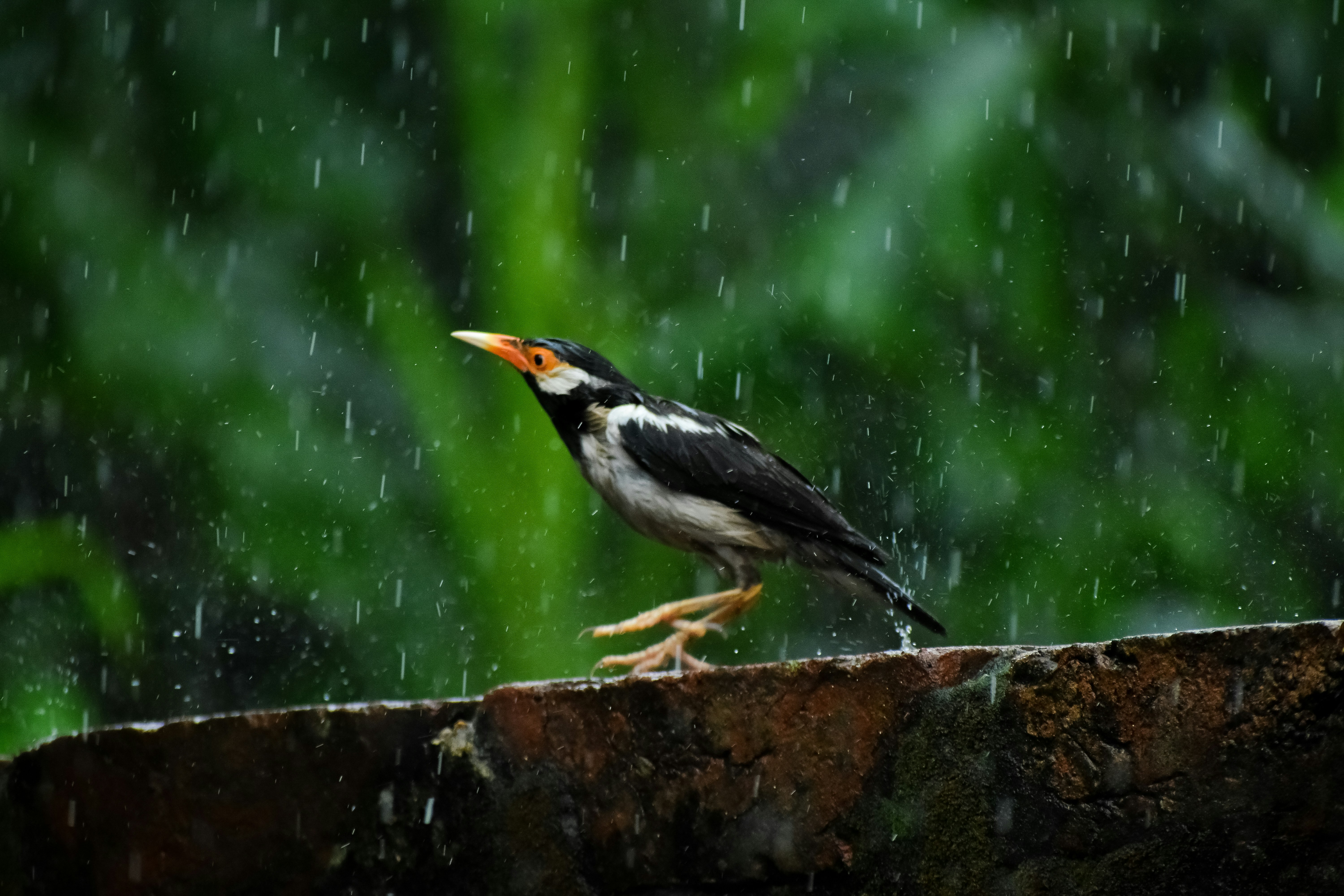 Photo by dasank