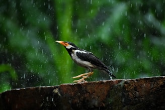 black and white bird on brown wooden log
