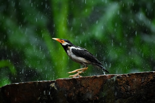 black and white bird on brown wooden log