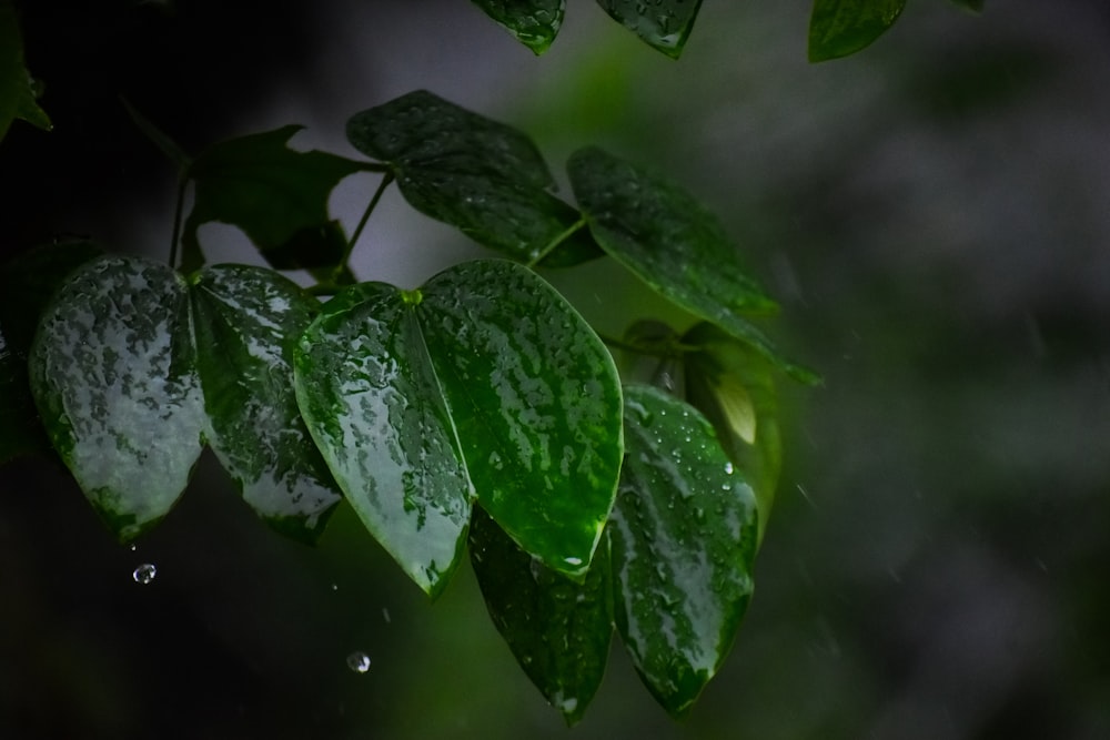 green leaves with water droplets