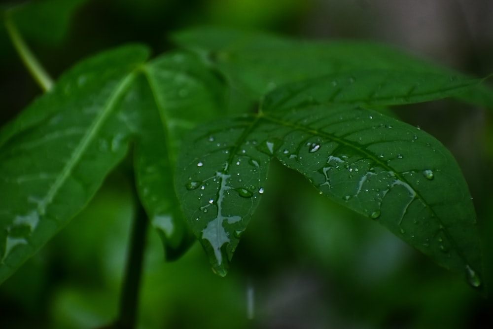 green leaf with water droplets