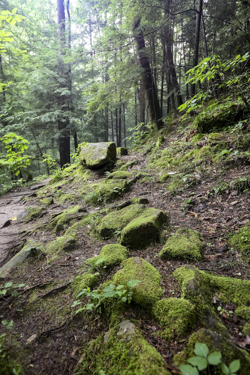 green moss on brown soil