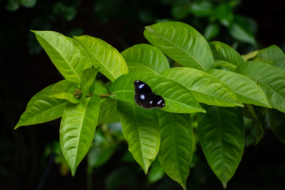 black butterfly on green leaf