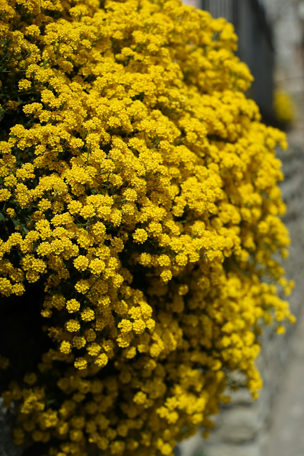 yellow flower in close up photography