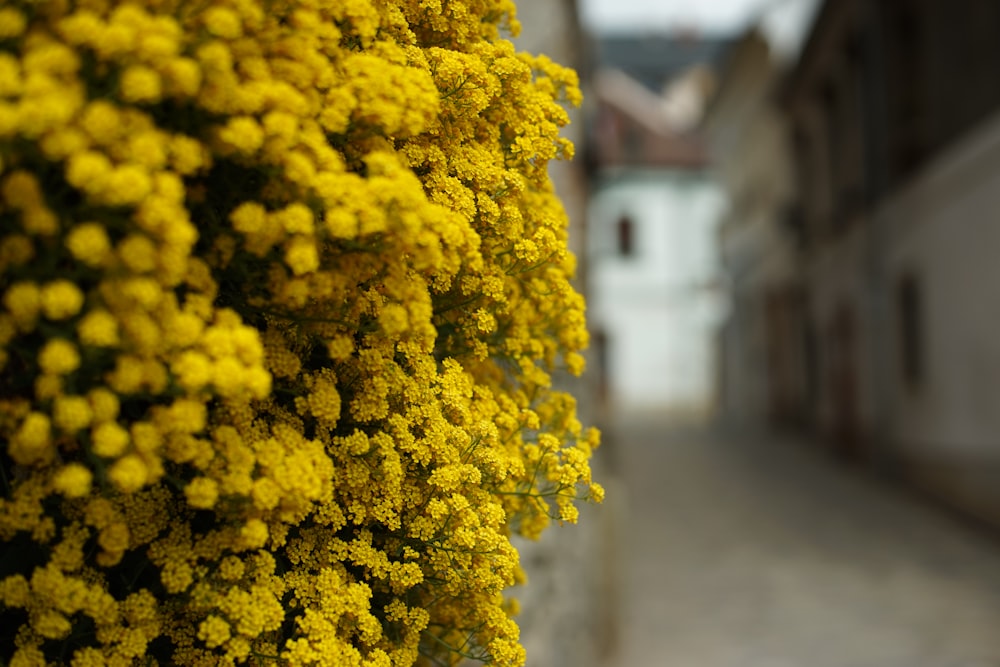 yellow flower in tilt shift lens