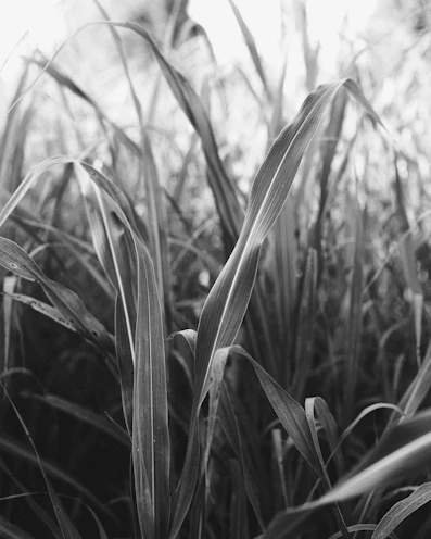 grayscale photo of wheat plant