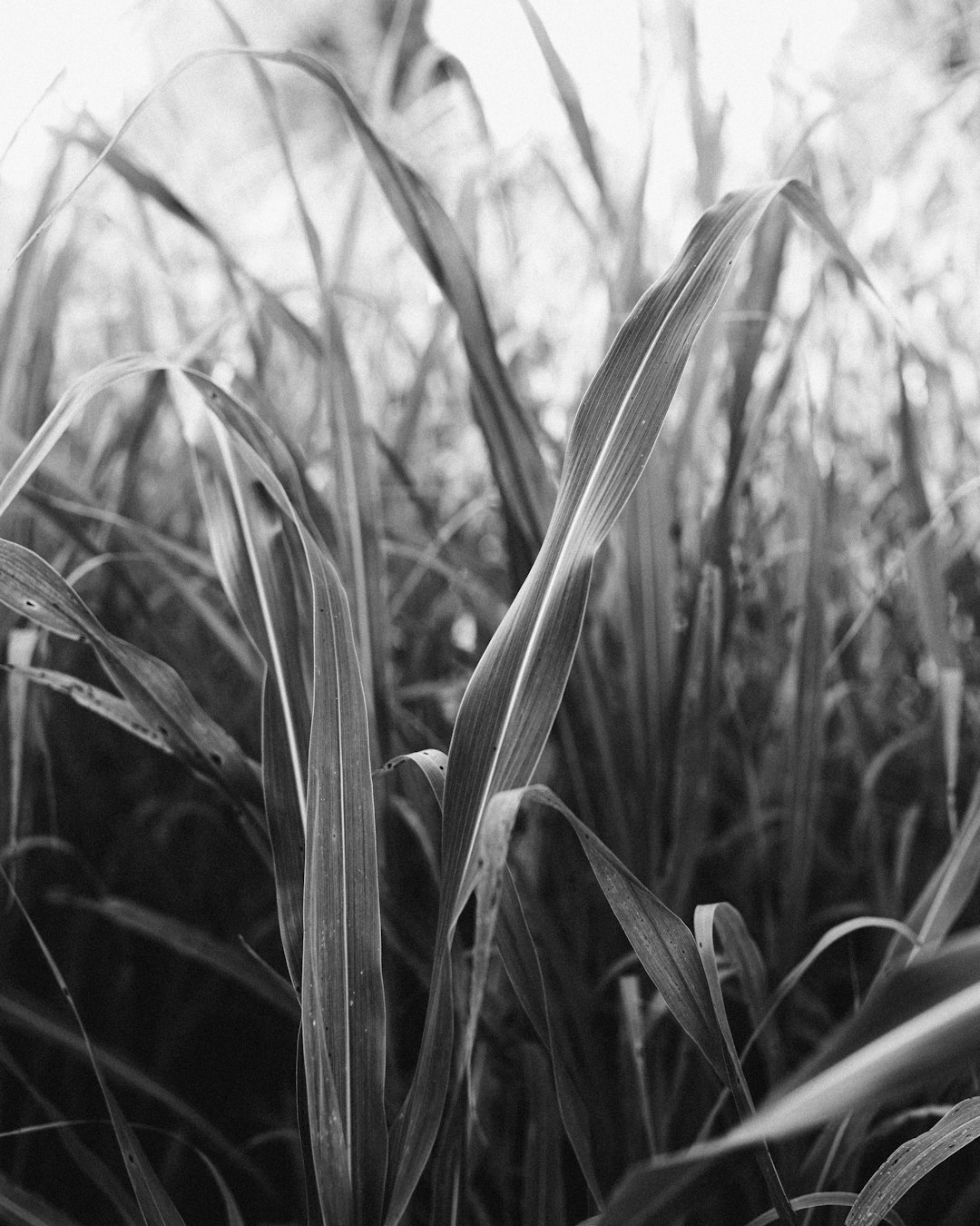 grayscale photo of wheat plant