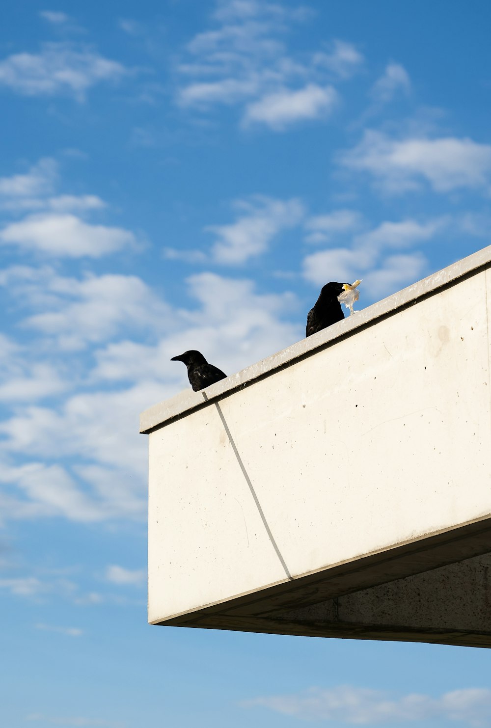 Dos pájaros negros en una pared de hormigón blanco durante el día