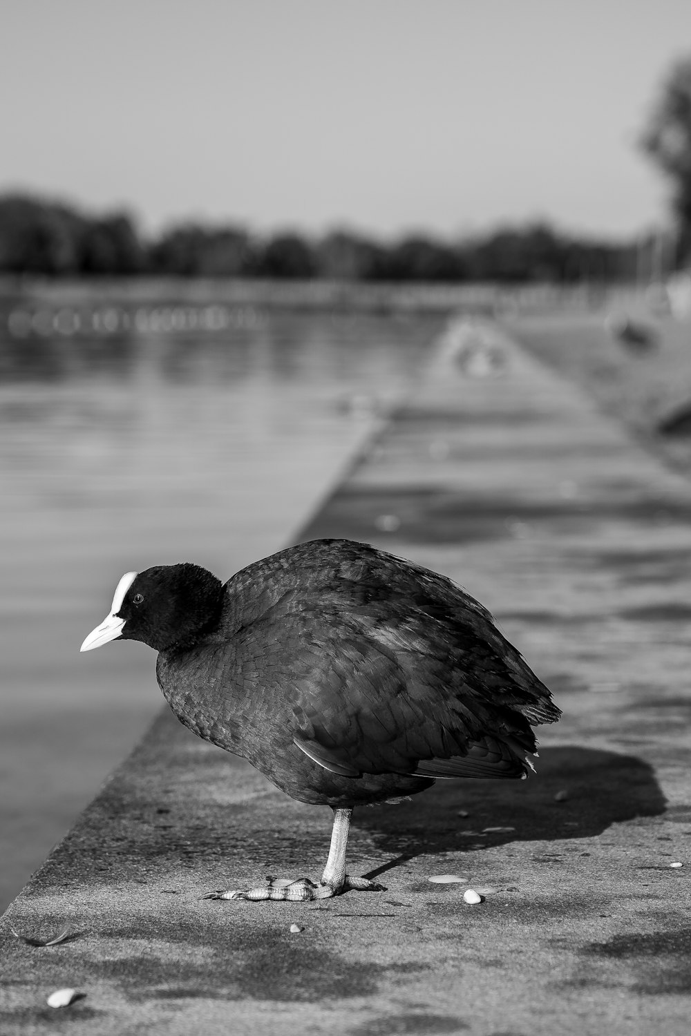 canard noir sur un plan d’eau pendant la journée