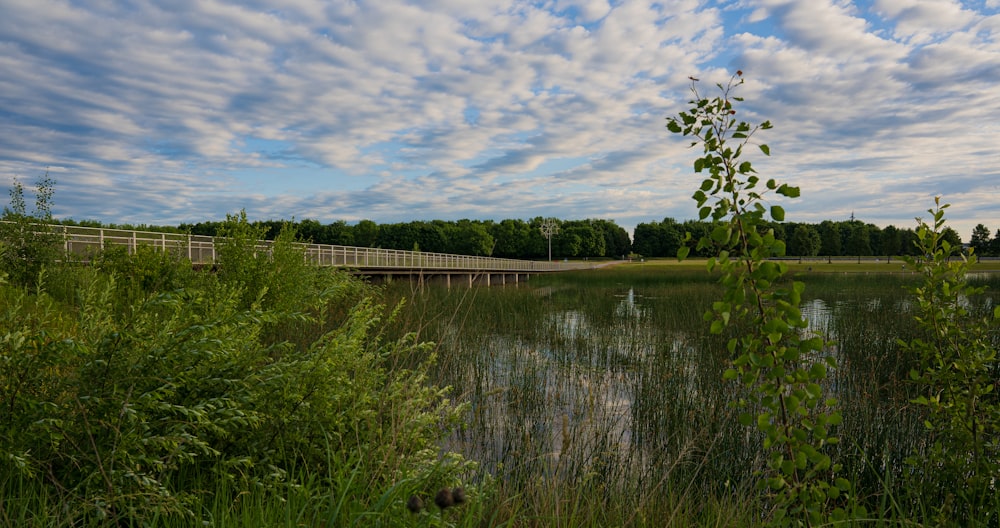 green trees beside river under cloudy sky during daytime