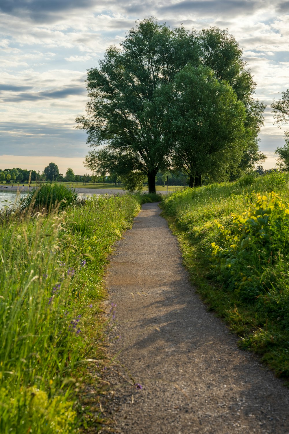 green grass field near body of water during daytime