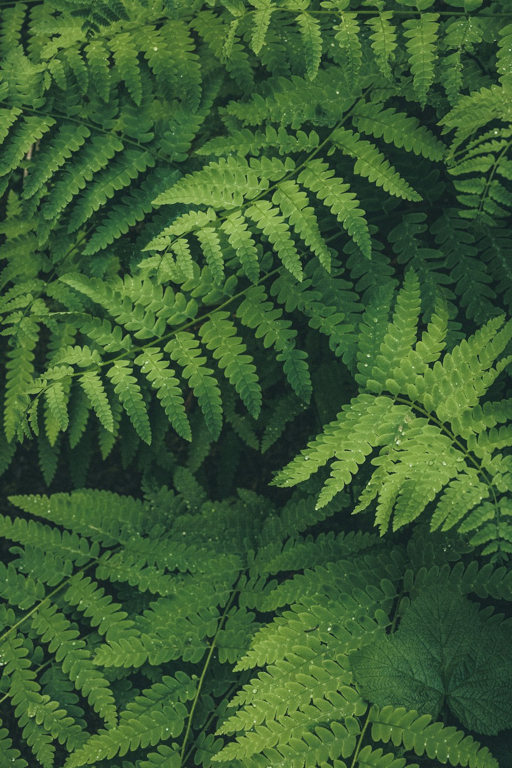 green fern plant during daytime