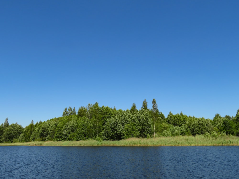 árboles verdes al lado del río bajo el cielo azul durante el día