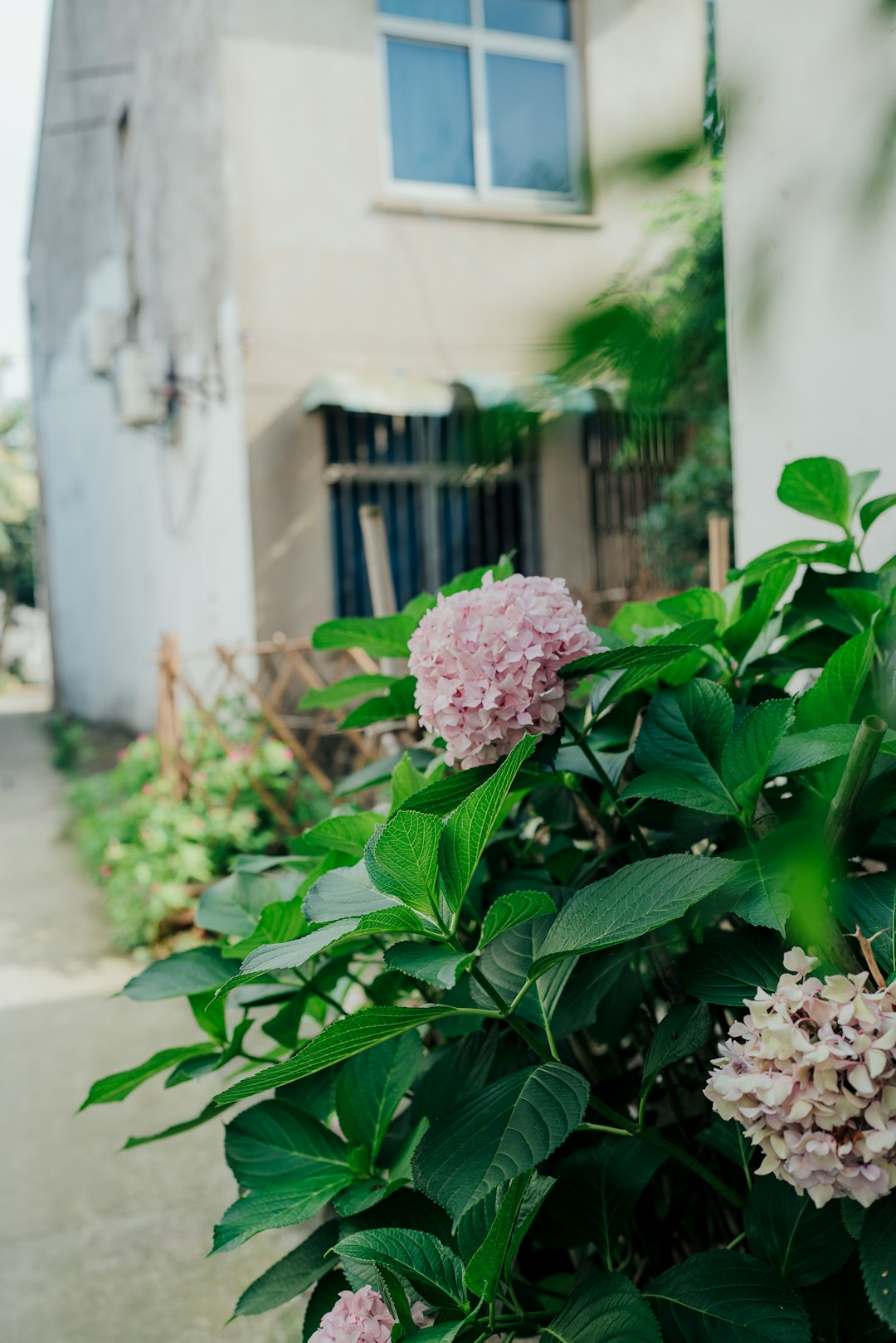 pink flower with green leaves