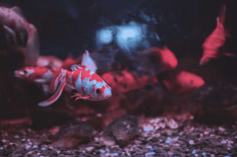 red and white koi fish