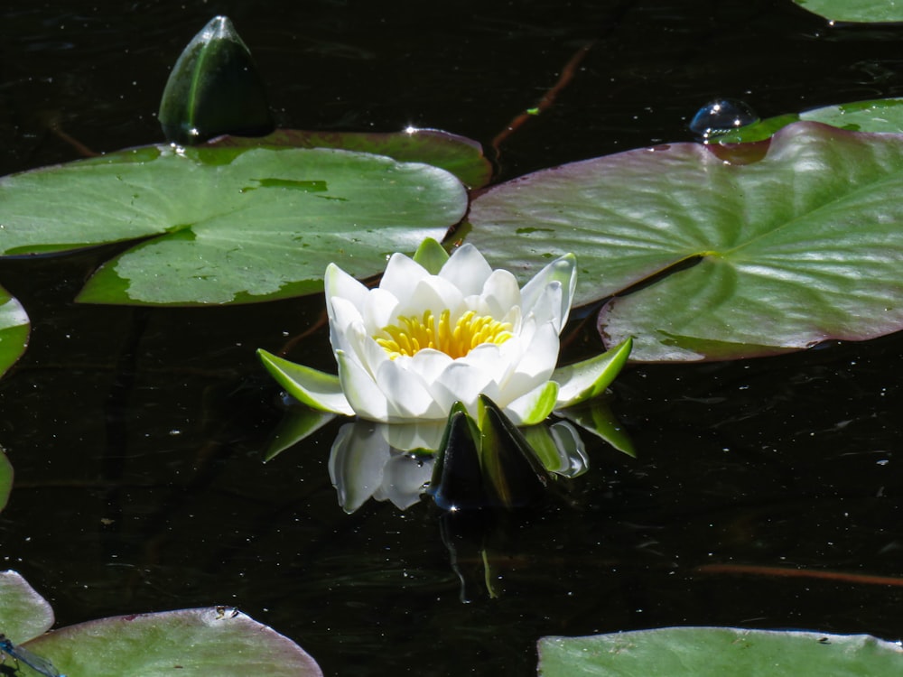 white lotus flower on water