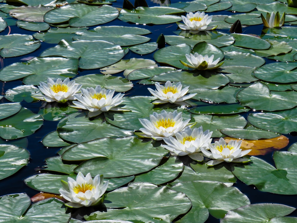 white and purple water lilies on water