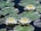 White water lilies float serenely on a pond surrounded by large, rounded green lily pads. The petals of the flowers are bright and symmetrical, with yellow centers, creating a striking contrast against the dark, reflective water.