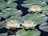 White water lilies float serenely on a pond surrounded by large, rounded green lily pads. The petals of the flowers are bright and symmetrical, with yellow centers, creating a striking contrast against the dark, reflective water.