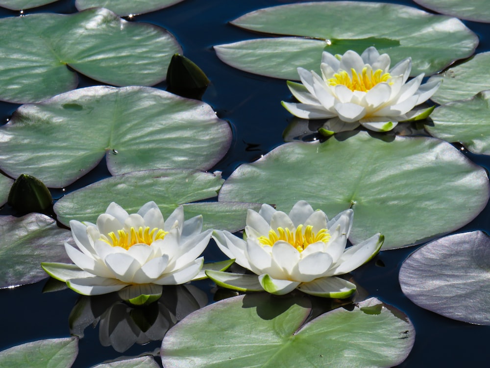 Flor de loto blanca y amarilla sobre agua
