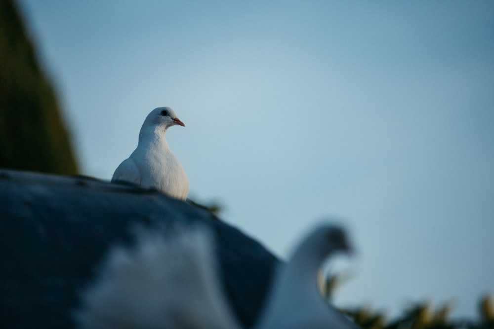 white and black bird on black textile