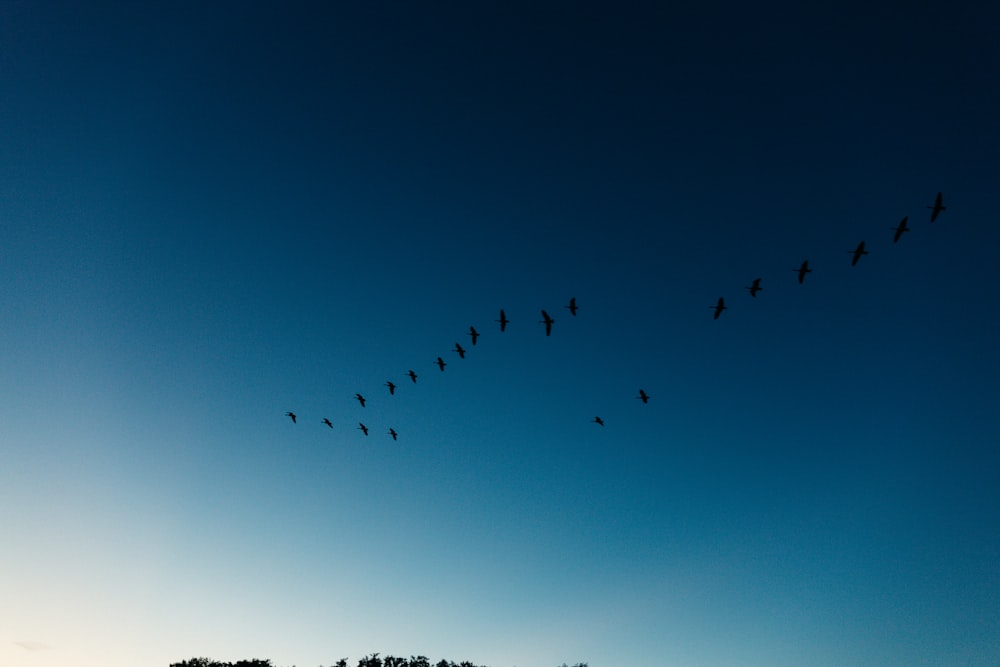 birds flying over the clouds during daytime