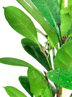 A vibrant green leaf symbolizing health and vitality on a clean white background.