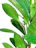 A serene blue and green background with water droplets and fresh leaves symbolizing cleanliness and freshness.