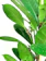 A serene blue and green background with water droplets and fresh leaves symbolizing cleanliness and freshness.