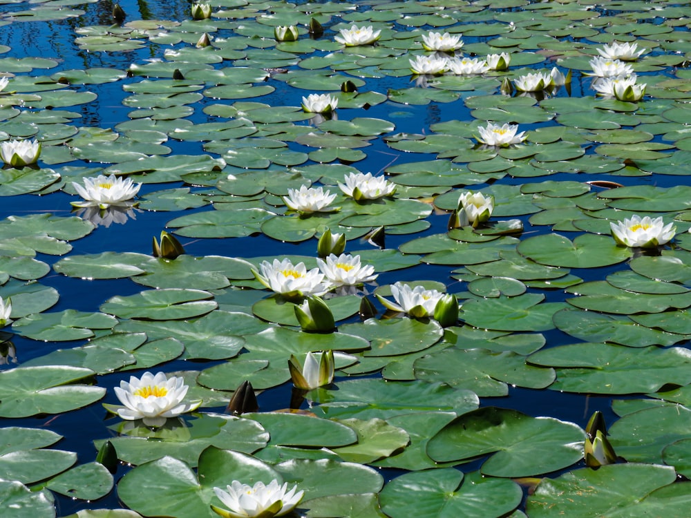 white lotus flowers on water