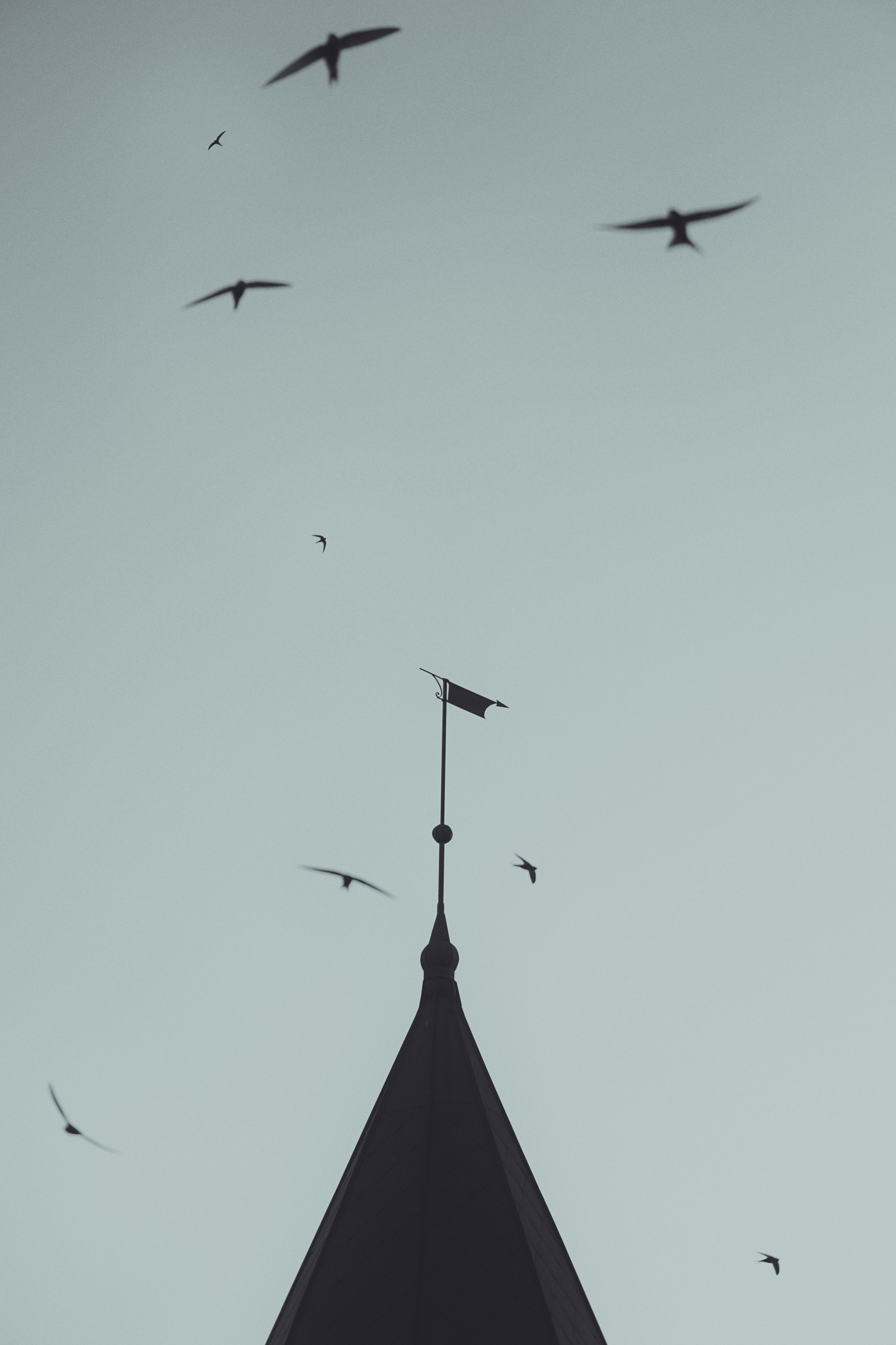 birds flying over the street light during daytime