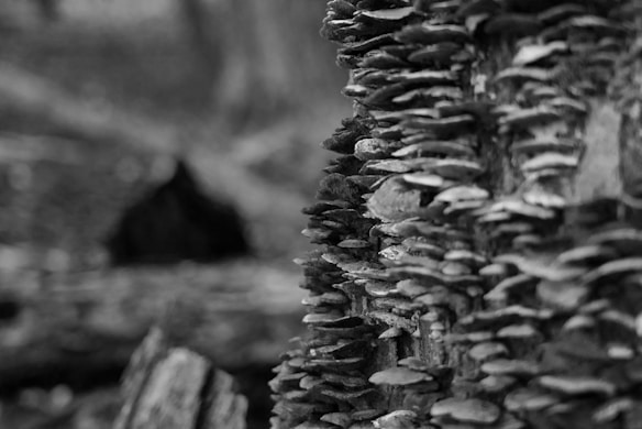 A close-up view of numerous fungi growing in layers on the side of a tree trunk. The shot is in black and white, emphasizing the texture and patterns of the fungi and the bark. The background is blurred, providing a focus on the detailed structure of the fungi.