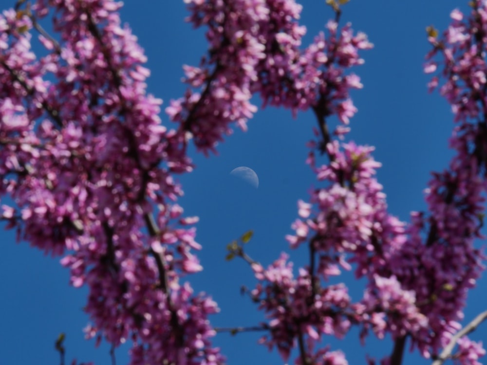 pink flowers under blue sky during daytime