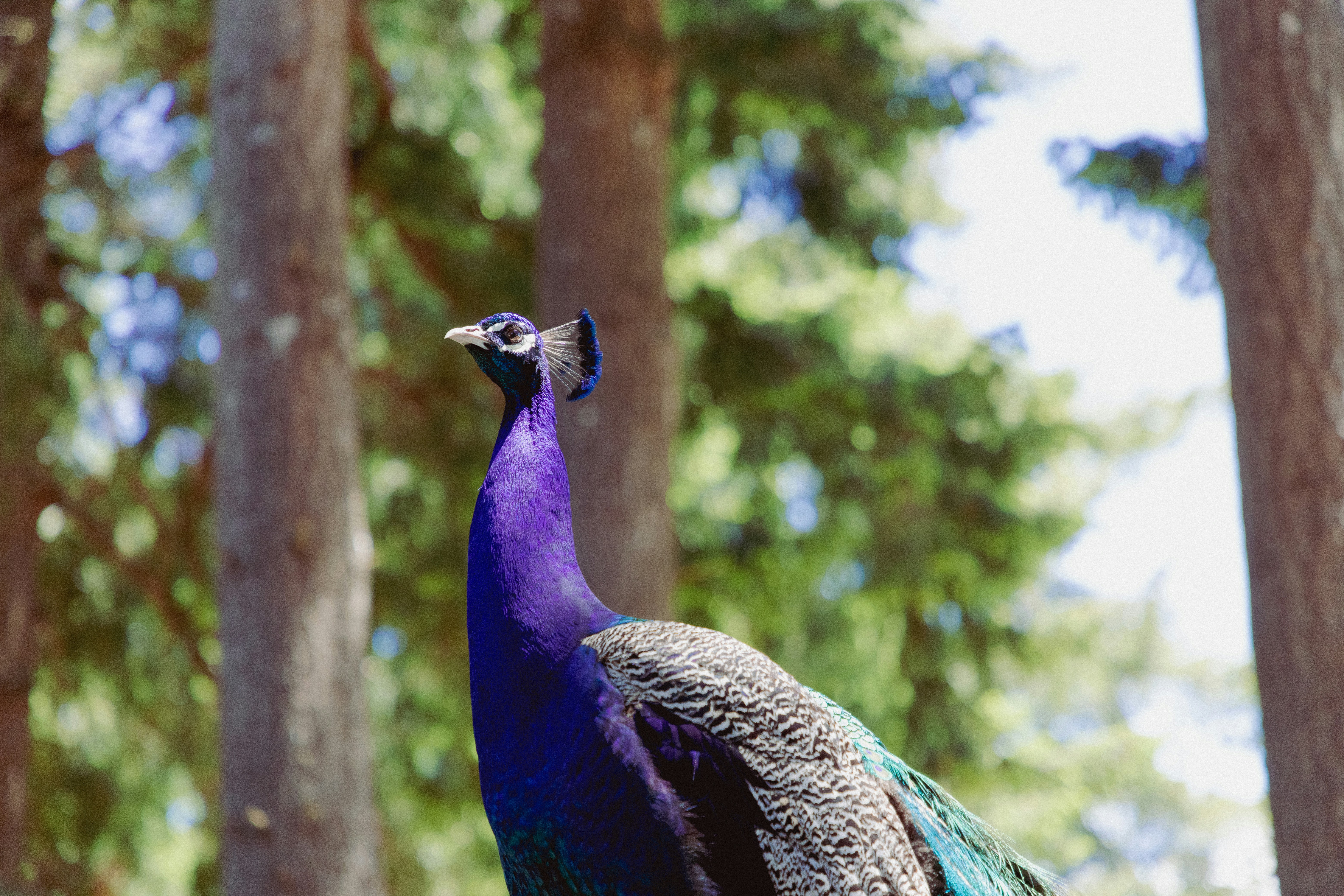 peacock on tree branch during daytime