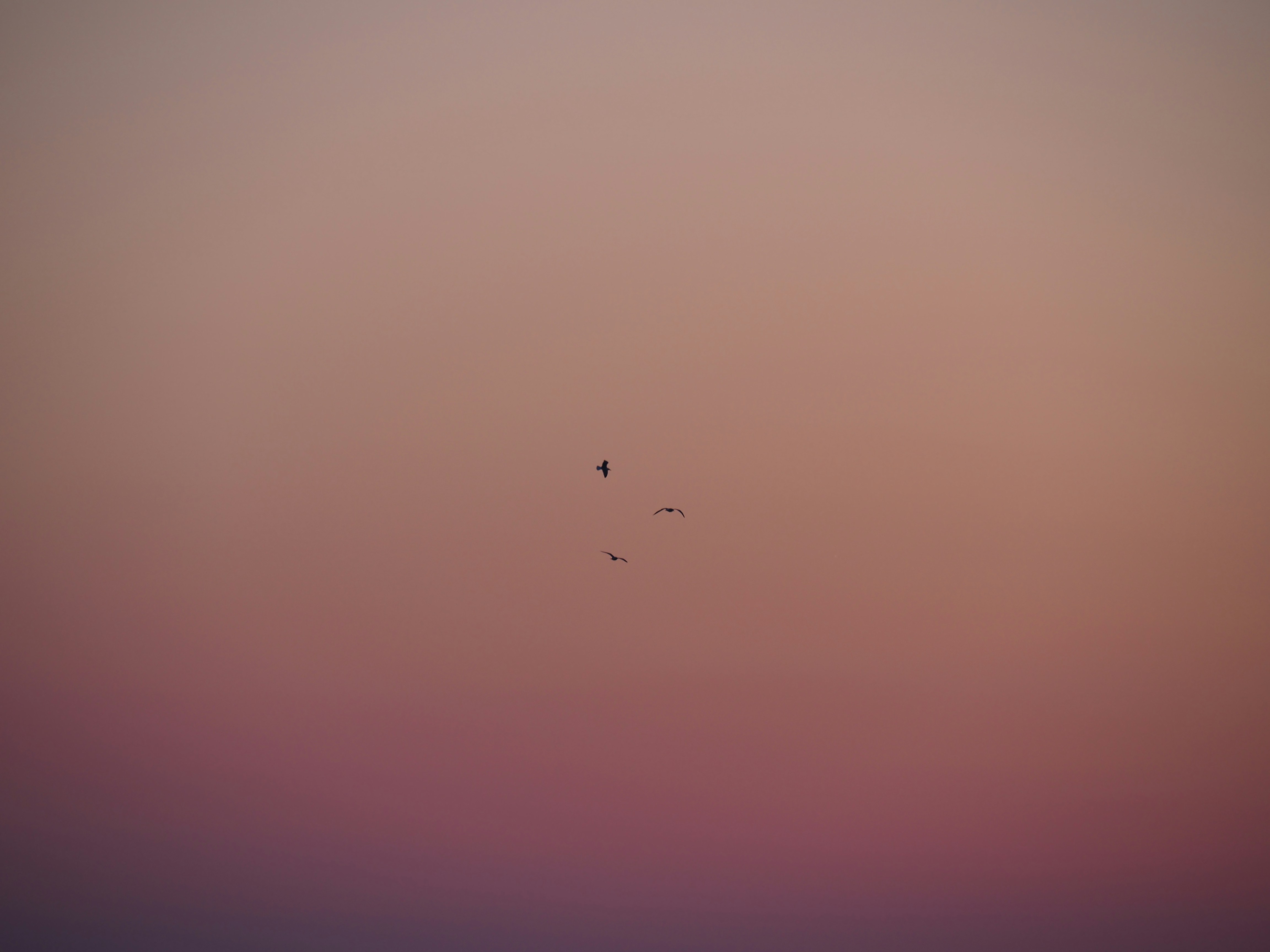 Photo by nimbus_vulpis