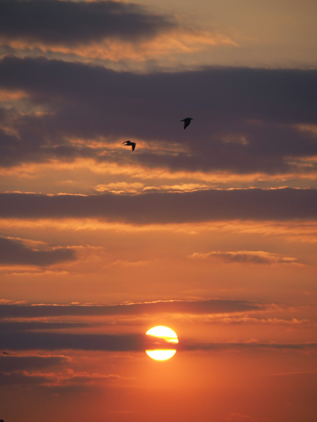 silhouette of bird flying during sunset