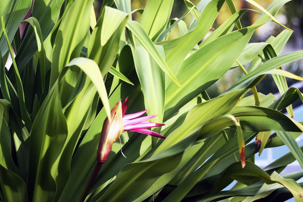 red birds of paradise flower in bloom during daytime